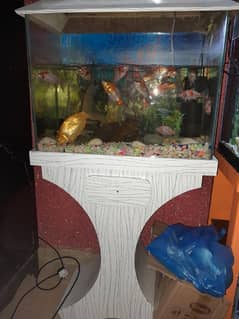 Aquarium with Fishes