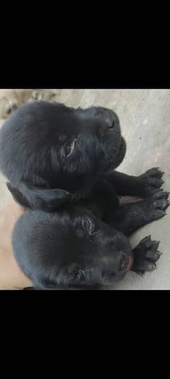 Labrador puppies/Labrador / labra male / females
