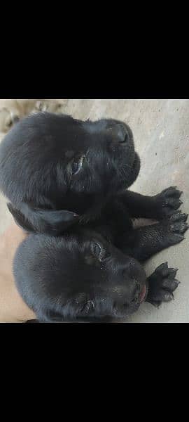 Labrador puppies/Labrador / labra male / females 0