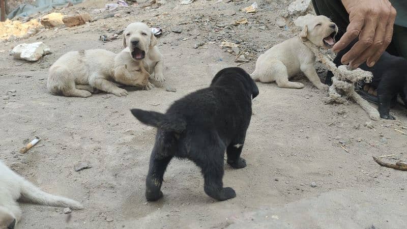 Labrador puppies/Labrador / labra male / females 2