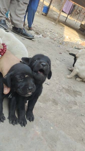 Labrador puppies/Labrador / labra male / females 6