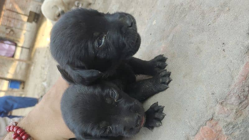 Labrador puppies/Labrador / labra male / females 8