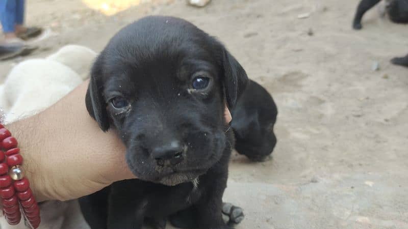 Labrador puppies/Labrador / labra male / females 9