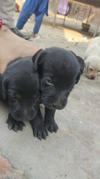Labrador puppies/Labrador / labra male / females 10