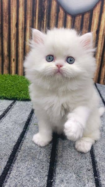 Persian Punch face triple coat cat Kitten 4