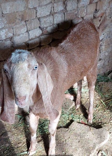 Bakra for sale big size active and healthy 3