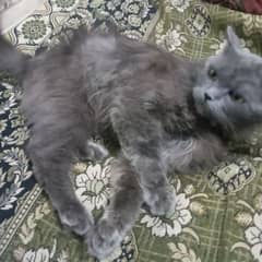 persion cat dark grey