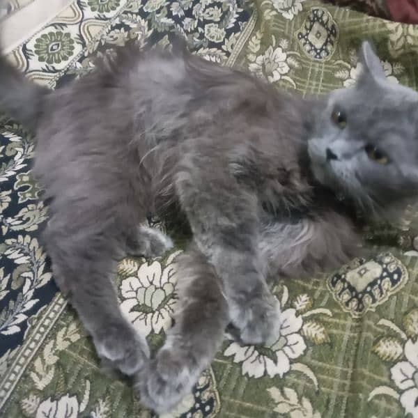 persion cat dark grey 0