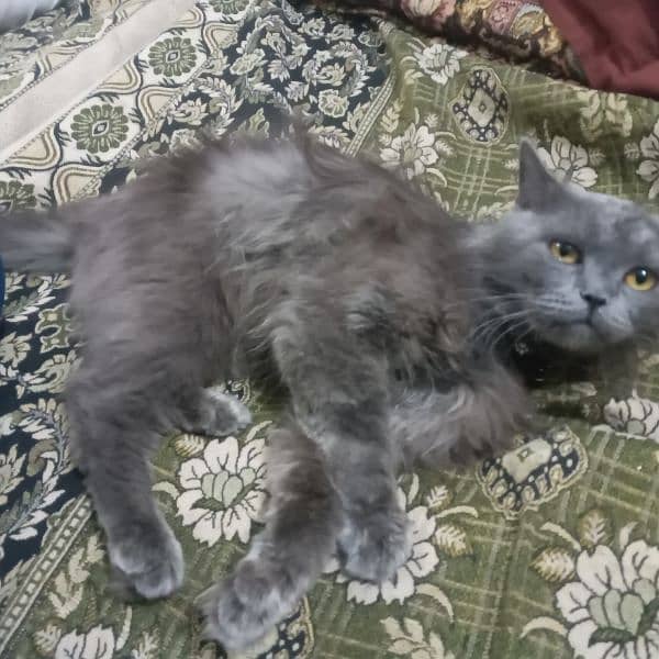 persion cat dark grey 1