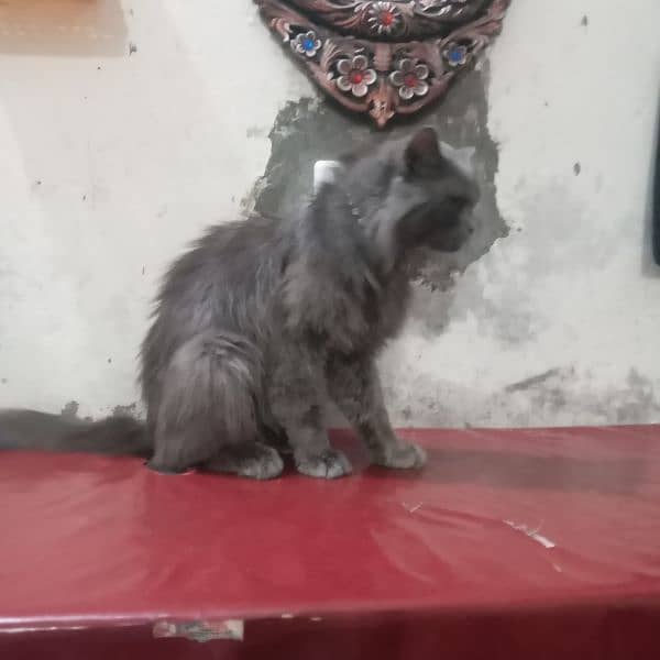 persion cat dark grey 2