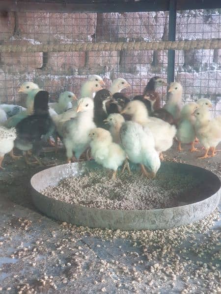Aseel chicks 6