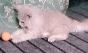 Persian triple coat kitten 0
