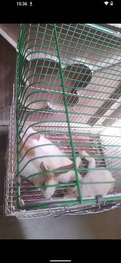 3 rabbit baby available 2 red eyes and 1 normal but 1 paralyzed