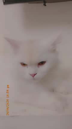 Persian Cat for adoption 0