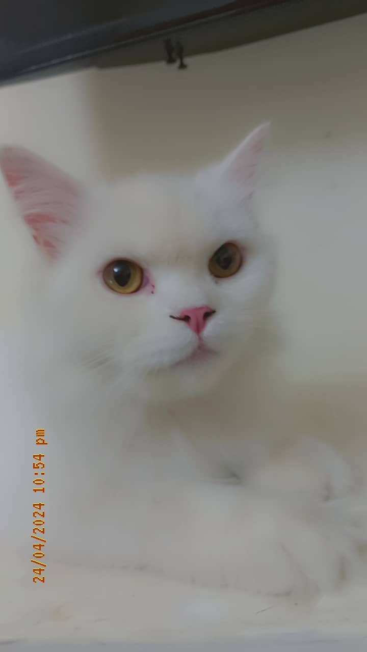 Persian Cat for adoption 1