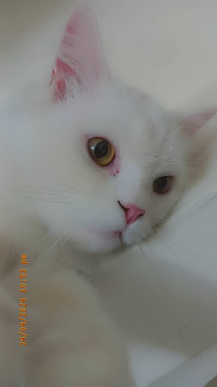 Persian Cat for adoption 2