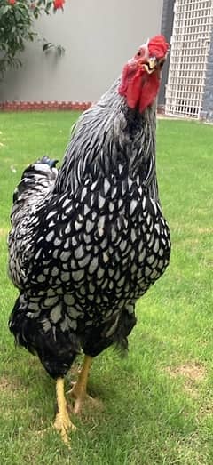 silver wyandotte only male for sale medium size quality lacing 0