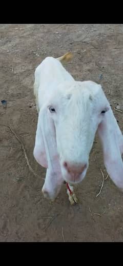 Rajanpuri khassi (punch) bakra jori  ,white eyes , without horn