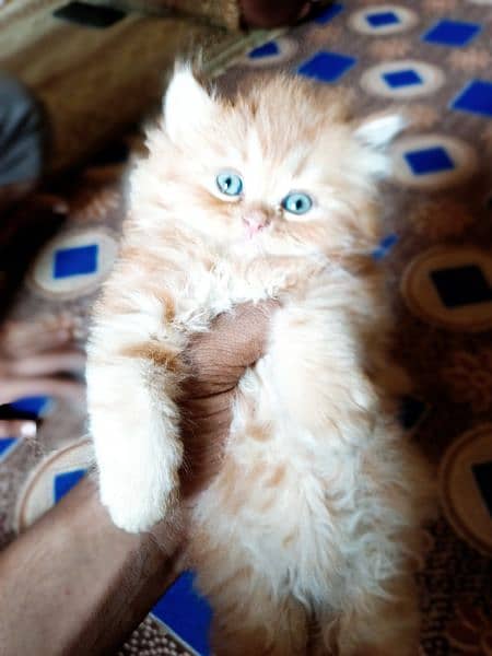 doll face pure Persian cats 1
