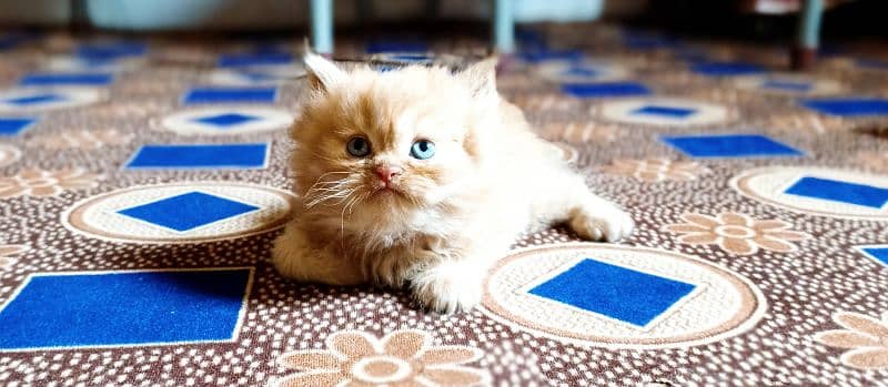 doll face pure Persian cats 6
