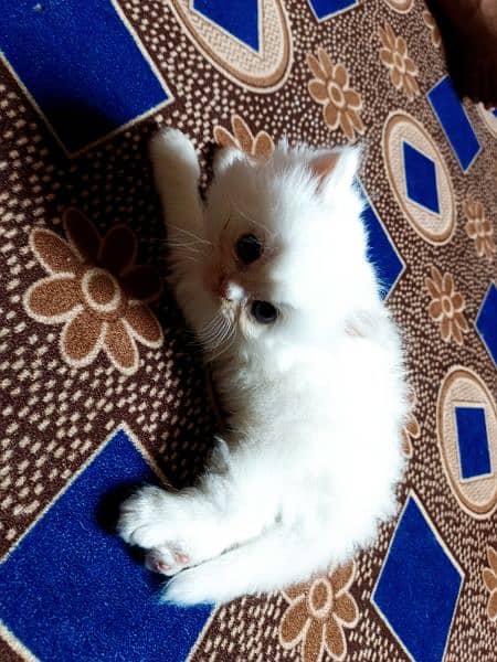 doll face pure Persian cats 10