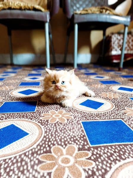 doll face pure Persian cats 12