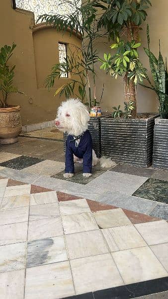poodle Male For stud only 1