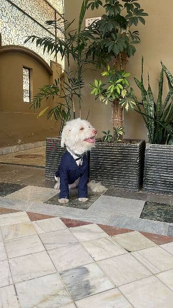 poodle Male For stud only 2