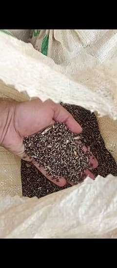 Black wheat long grain high quality