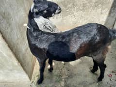 2 dant Goat Punjab+ganchar Nasal