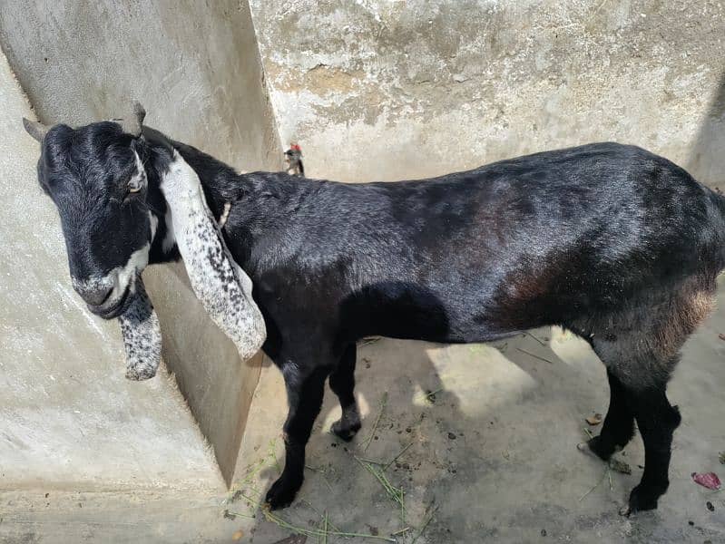 2 dant Goat Punjab+ganchar Nasal 2