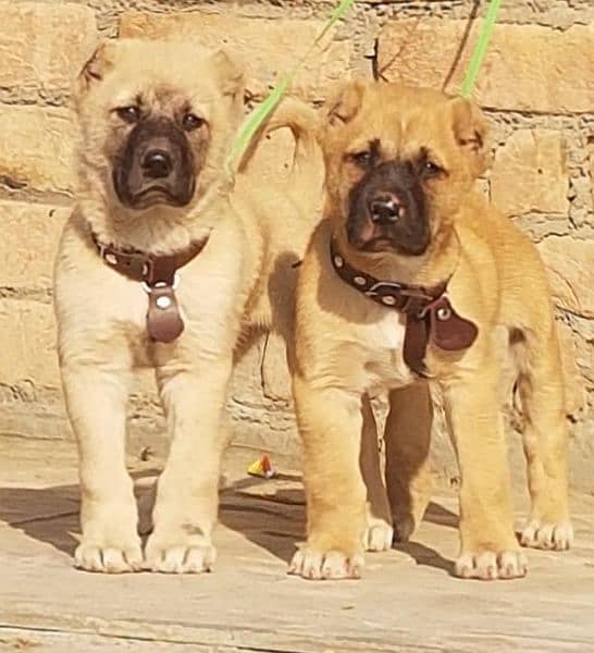 King Turkish kangal pair show quality havey bone structure for sale 0