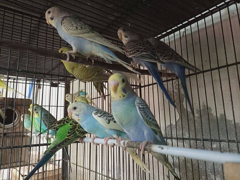 Breeding Budgies pair and pathay available for sale 0