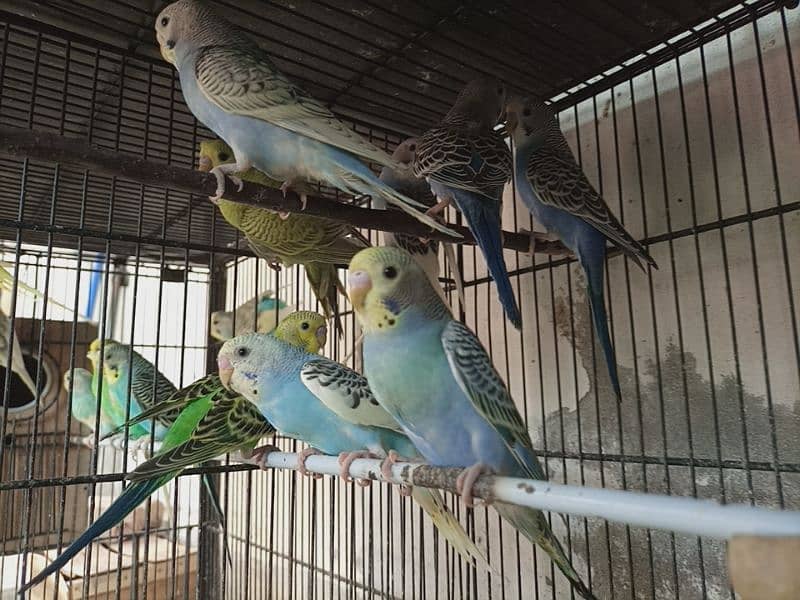 Breeding Budgies pair and pathay available for sale 1