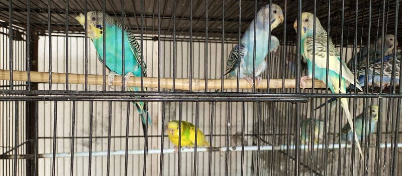 Breeding Budgies pair and pathay available for sale 2