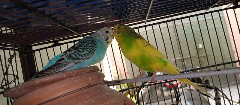 Breeding Budgies pair and pathay available for sale 3