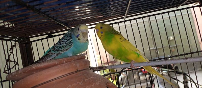 Breeding Budgies pair and pathay available for sale 4