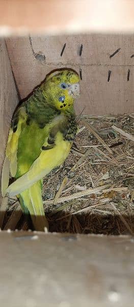Breeding Budgies pair and pathay available for sale 5