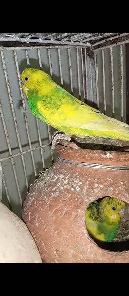 Breeding Budgies pair and pathay available for sale 6