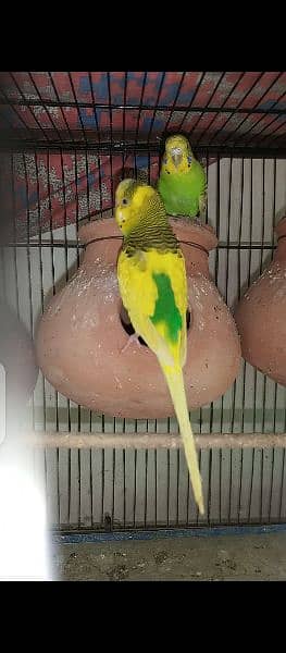 Breeding Budgies pair and pathay available for sale 7