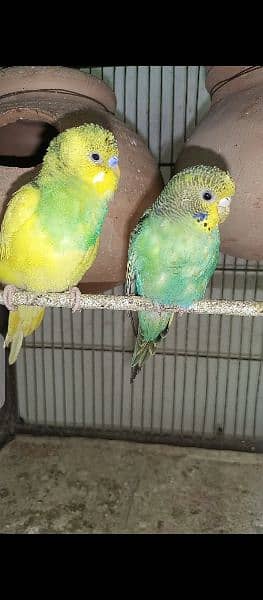 Breeding Budgies pair and pathay available for sale 8