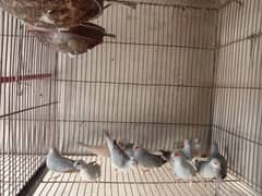 Dove breeding pairs for sell healthy and active 0