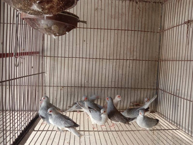 Dove breeding pairs for sell healthy and active 1