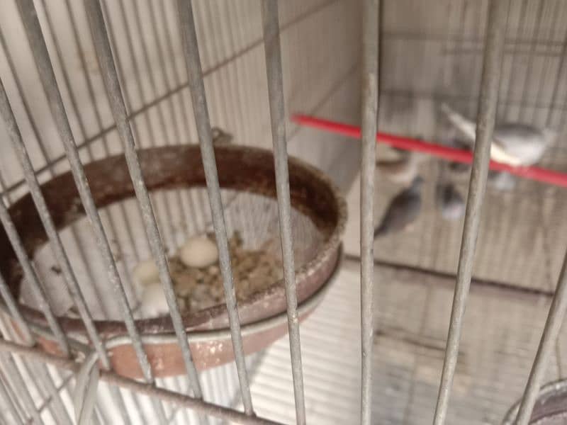 Dove breeding pairs for sell healthy and active 2