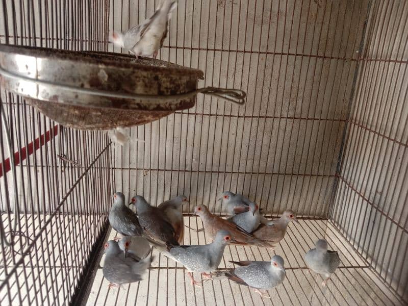 Dove breeding pairs for sell healthy and active 3