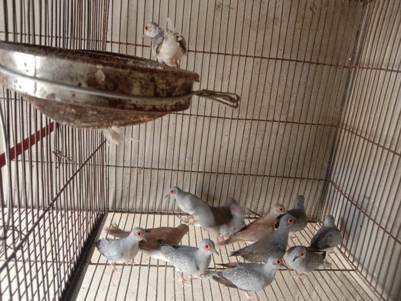 Dove breeding pairs for sell healthy and active 4
