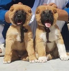 king Turkish kangal pair show quality havey bone structure for sale