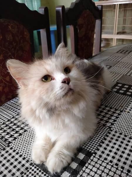 persian female cat 1