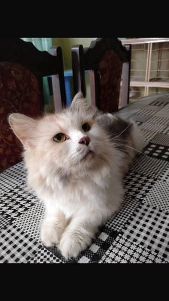 persian female cat 3
