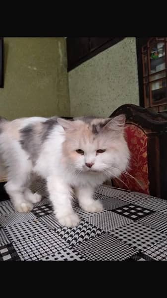 persian female cat 4